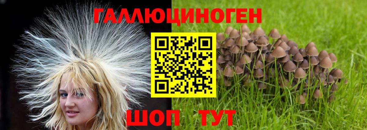 Псилоцибиновые грибы мицелий  Вход с VPN  Тутаев  Галлюциногенные грибы Psilocybe 