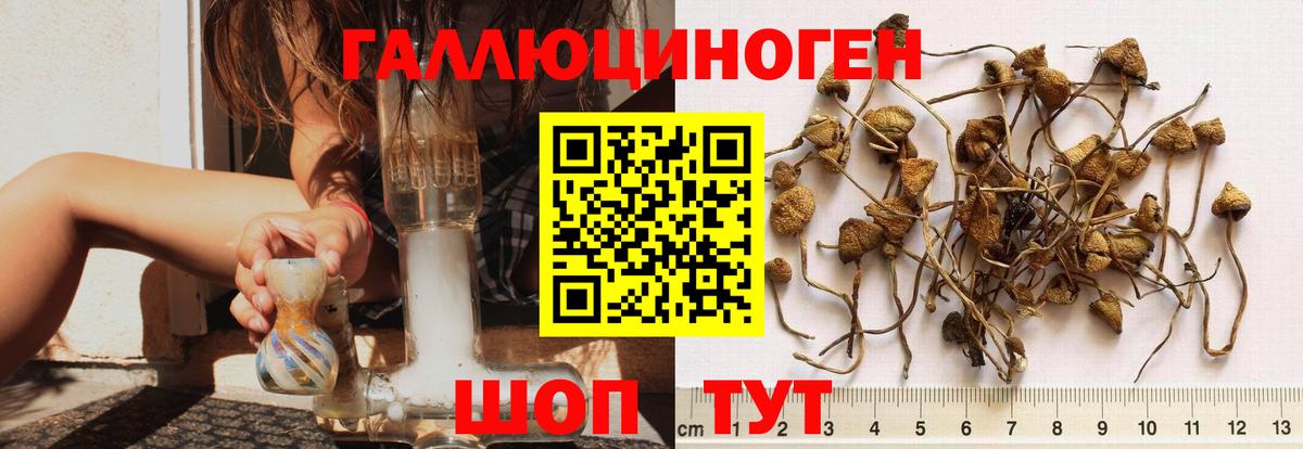 Псилоцибиновые грибы Psilocybine cubensis  Тутаев  Галлюциногенные грибы Cubensis 